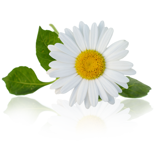 Pepper mint Blend Image