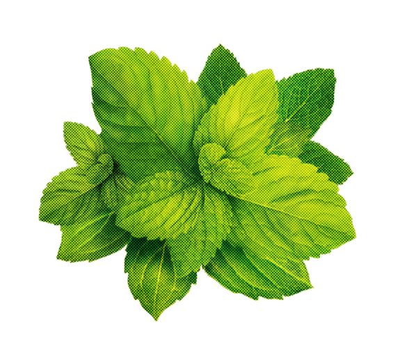 Chamomile  Blend Image